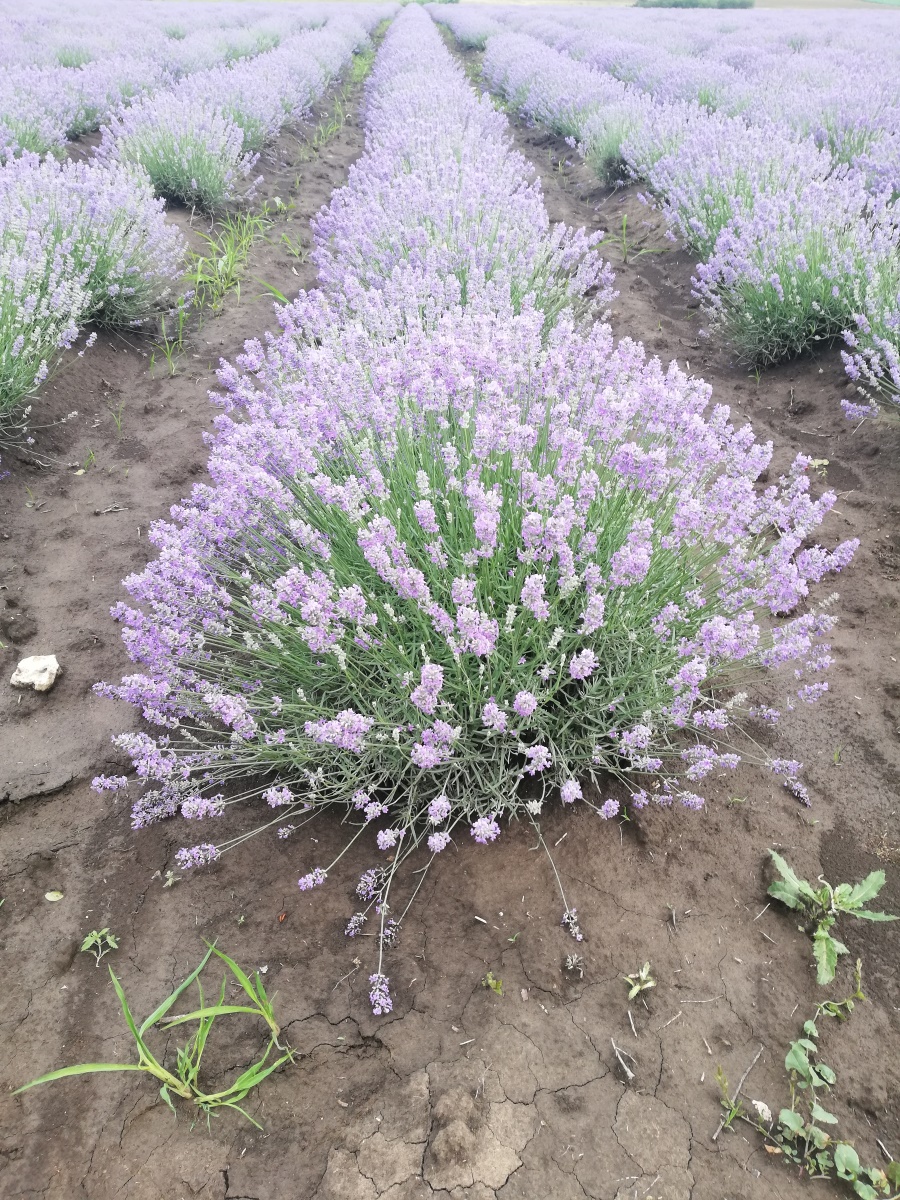 lavender