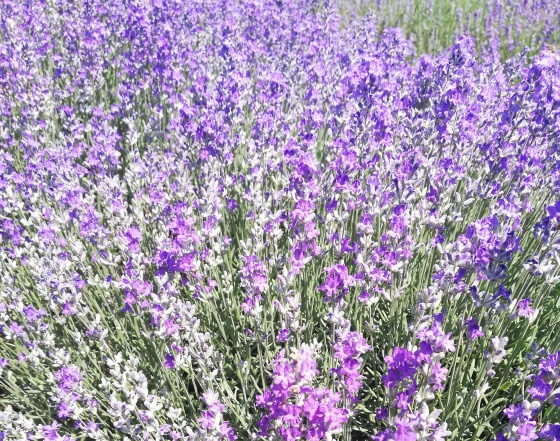 bio lavender values